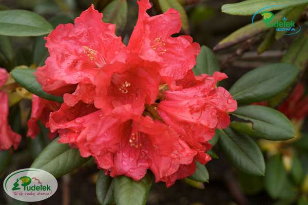 Rhododendron Frühlingsglühen
